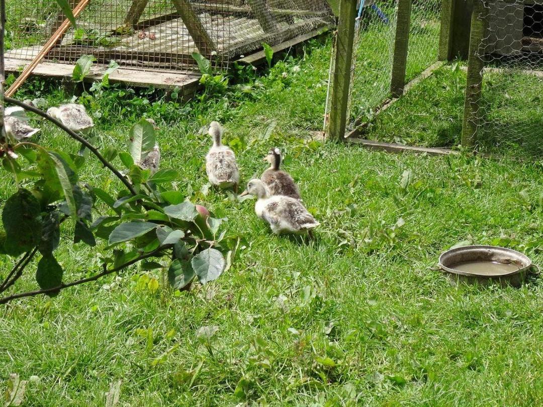 Badger Cottage Mawgan Eksteriør bilde